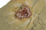 Soft-Bodied Marrellomorph (Furca) Fossil - Pos/Neg #316653-2